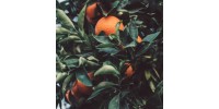 Orange + Undergrowth  - MOODGIE